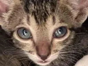 Gato raça SRD-ViraLata idade 2 a 6 meses nome Pingo
