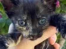 Gato raça SRD-ViraLata idade 2 a 6 meses nome Mavis 