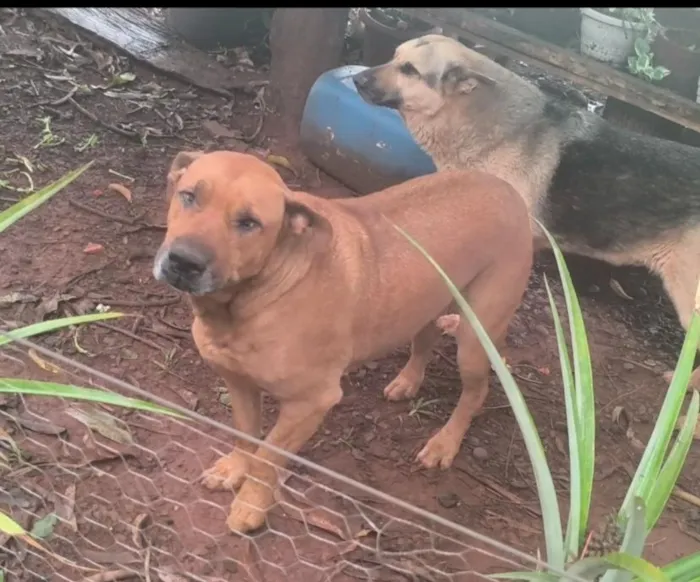 Cachorro raça SRD-ViraLata idade 3 anos nome Brutus