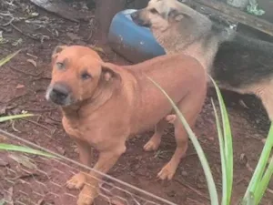 Cachorro raça SRD-ViraLata idade 3 anos nome Brutus