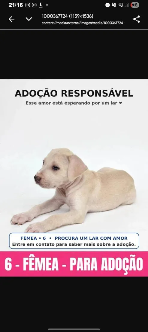 Cachorro raça SRD-ViraLata idade Abaixo de 2 meses nome sem nome ainda 