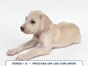 Cachorro raça SRD-ViraLata idade Abaixo de 2 meses nome sem nome ainda 