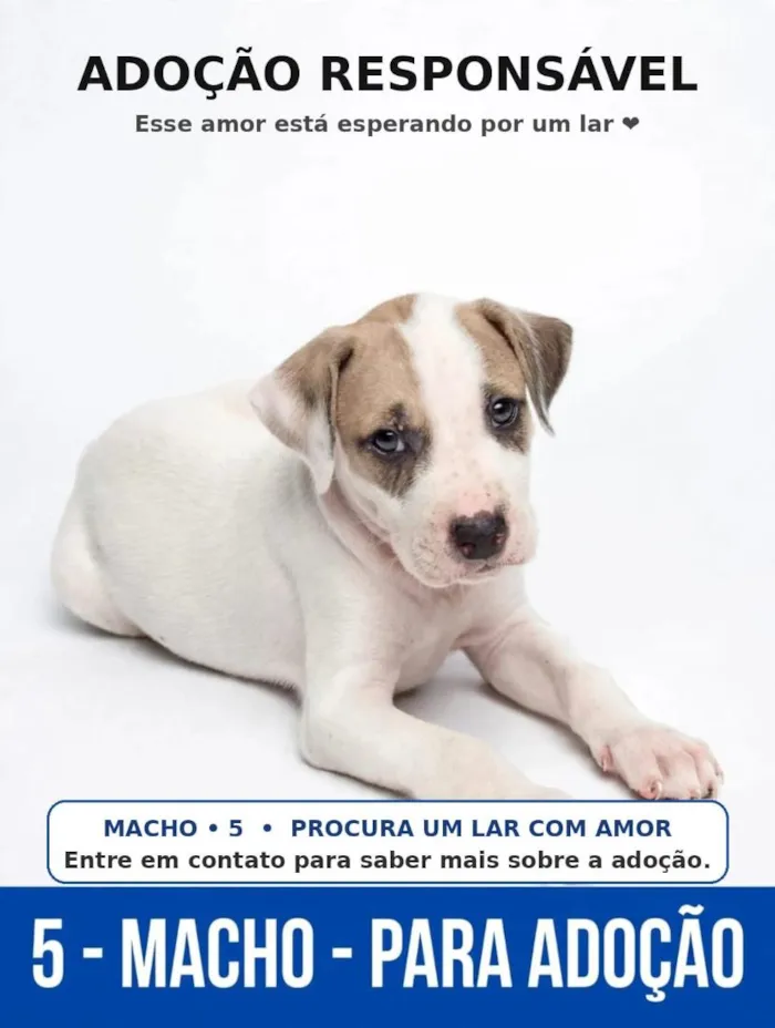 Cachorro raça SRD-ViraLata idade 2 a 6 meses nome sem nome ainda 