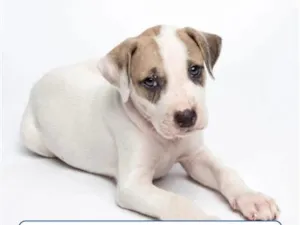 Cachorro raça SRD-ViraLata idade 2 a 6 meses nome sem nome ainda 