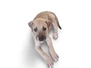 Cachorro raça SRD-ViraLata idade 2 a 6 meses nome sem nome ainda 