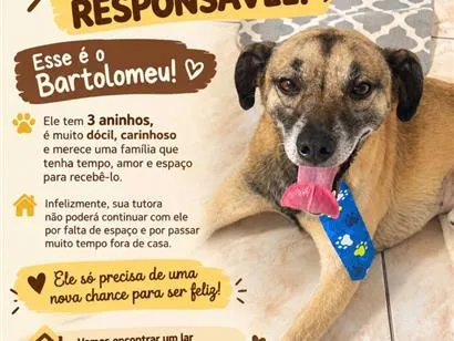 Cachorro raça SRD-ViraLata idade 3 anos nome Bartolomeu