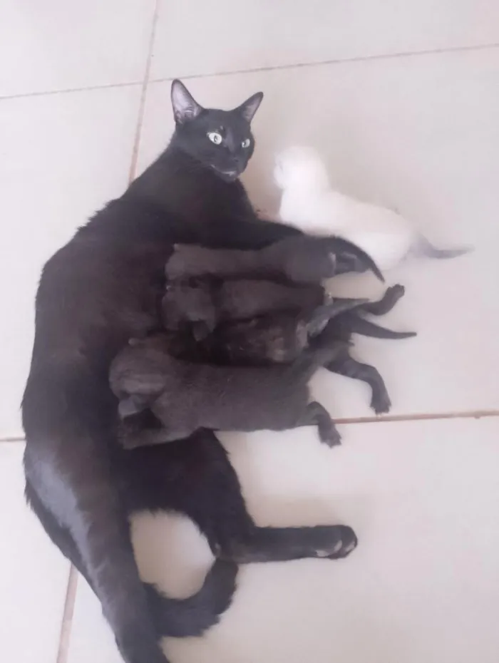 Gato raça SRD-ViraLata idade 1 ano nome pretinha