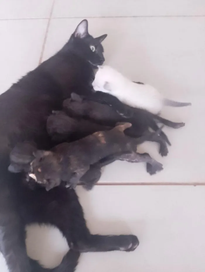 Gato raça SRD-ViraLata idade 1 ano nome pretinha