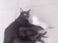 pretinha