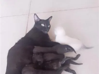 Gato raça SRD-ViraLata idade 1 ano nome pretinha