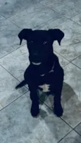 Apolo e paçoca