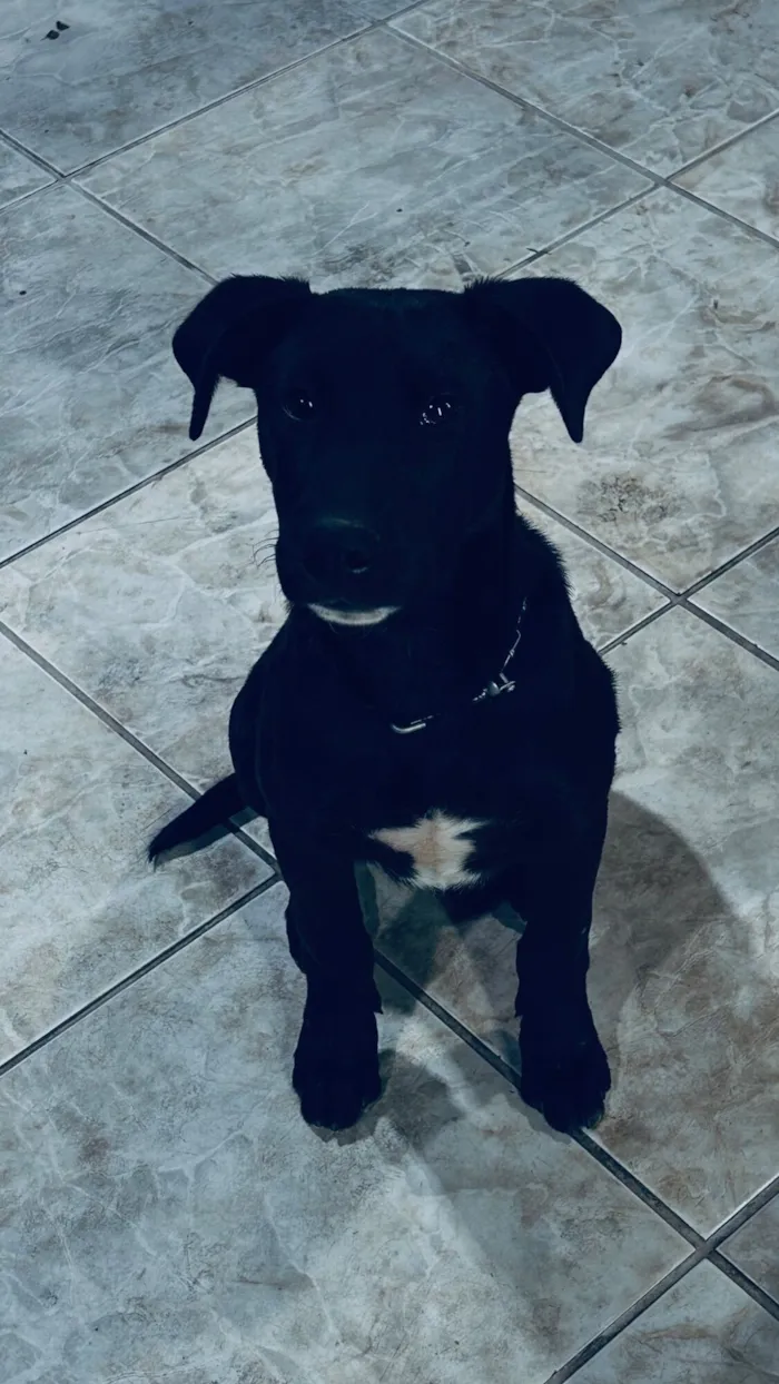 Cachorro raça SRD-ViraLata idade 2 a 6 meses nome Apolo e paçoca