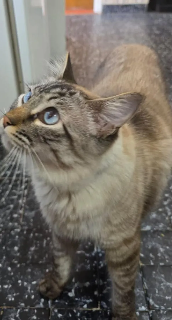 Gato raça SRD-ViraLata idade 1 ano nome Mooca