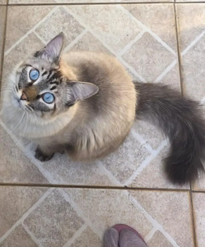 Gato raça SRD-ViraLata idade 1 ano nome Mooca
