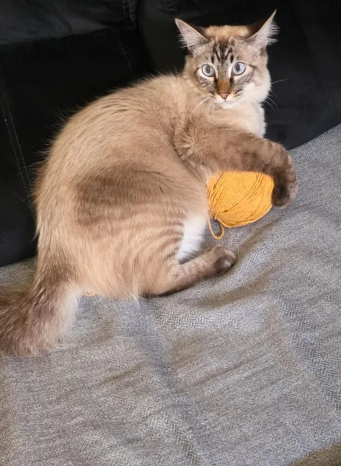 Gato raça SRD-ViraLata idade 1 ano nome Mooca