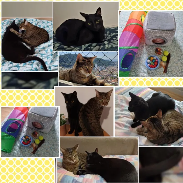 Gato raça SRD-ViraLata idade 5 anos nome Lily & Luna