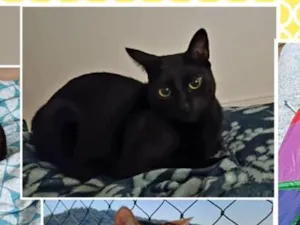 Gato raça SRD-ViraLata idade 5 anos nome Lily & Luna