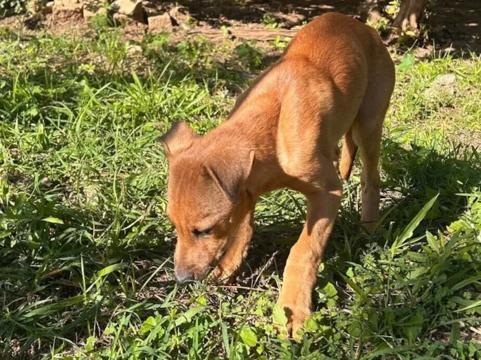 Cachorro raça SRD-ViraLata idade 7 a 11 meses nome Jubileu