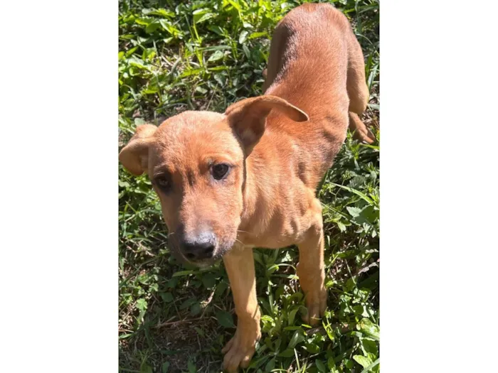 Cachorro raça SRD-ViraLata idade 7 a 11 meses nome Jubileu