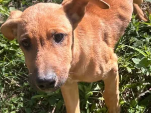 Cachorro raça SRD-ViraLata idade 7 a 11 meses nome Jubileu