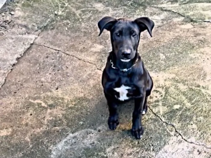 Cachorro raça SRD-ViraLata idade 7 a 11 meses nome Ganley
