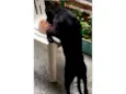 Ganley