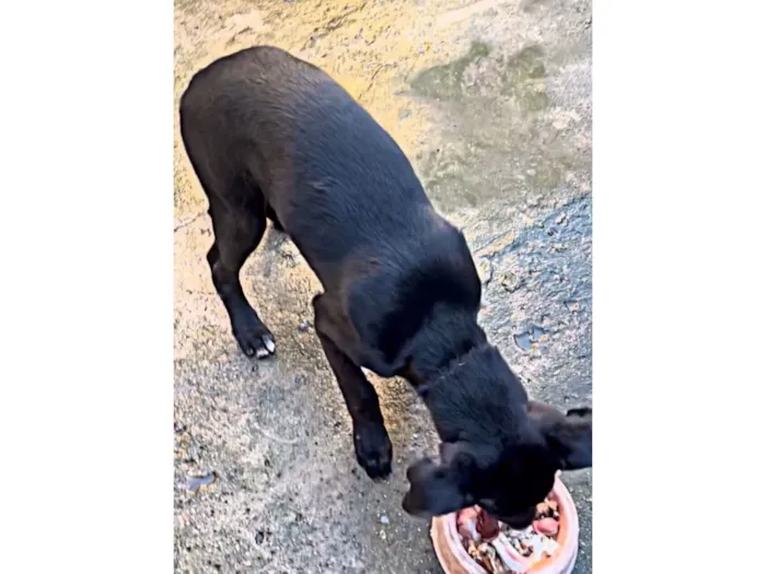 Cachorro raça SRD-ViraLata idade 7 a 11 meses nome Ganley