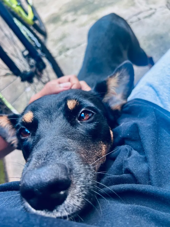 Cachorro raça SRD-ViraLata idade 1 ano nome Chanel