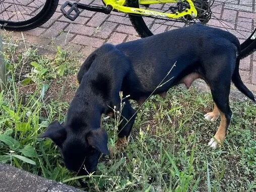 Cachorro raça SRD-ViraLata idade 1 ano nome Chanel