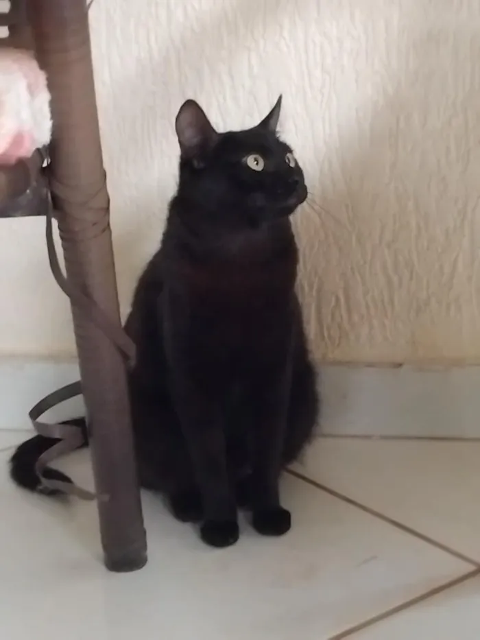 Gato raça SRD-ViraLata idade 7 a 11 meses nome Hermione 