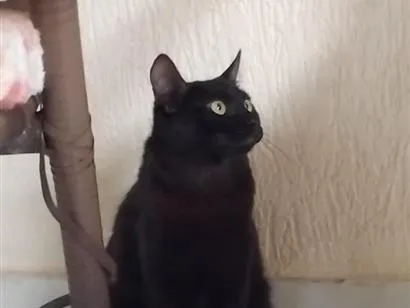 Gato raça SRD-ViraLata idade 7 a 11 meses nome Hermione 