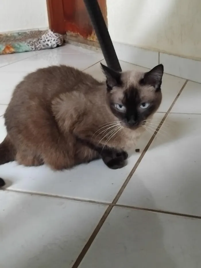 Gato raça Siamês idade 2 anos nome Chica