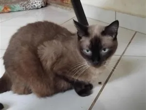 Gato raça Siamês idade 2 anos nome Chica