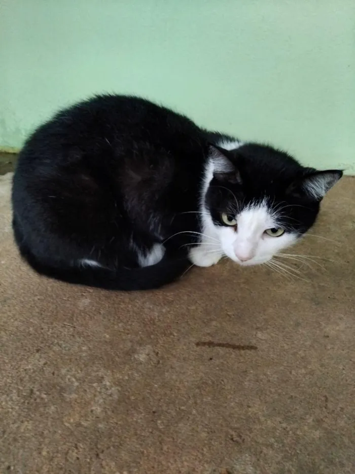 Gato raça SRD-ViraLata idade 2 anos nome Marie