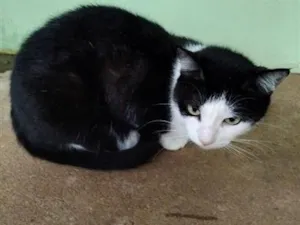 Gato raça SRD-ViraLata idade 2 anos nome Marie