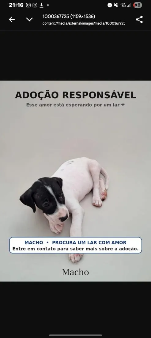 Cachorro raça SRD-ViraLata idade Abaixo de 2 meses nome sem nome ainda 
