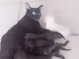 pretinha
