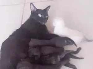 Gato raça SRD-ViraLata idade 1 ano nome pretinha