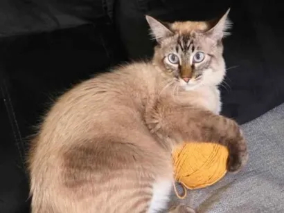 Gato raça SRD-ViraLata idade 1 ano nome Mooca