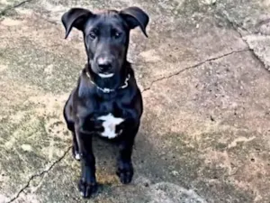 Cachorro raça SRD-ViraLata idade 7 a 11 meses nome Ganley
