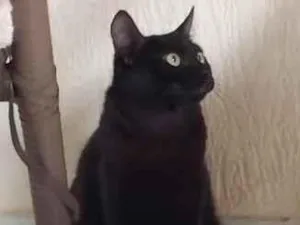 Gato raça SRD-ViraLata idade 7 a 11 meses nome Hermione 
