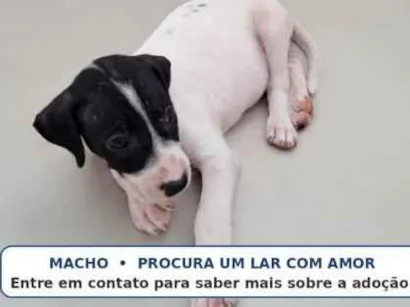 Cachorro raça SRD-ViraLata idade Abaixo de 2 meses nome sem nome ainda 