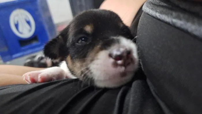 Cachorro raça SRD-ViraLata idade Abaixo de 2 meses nome eles não tem nome 