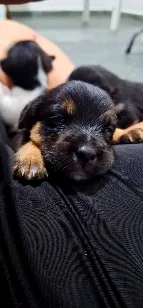 Cachorro raça SRD-ViraLata idade Abaixo de 2 meses nome eles não tem nome 