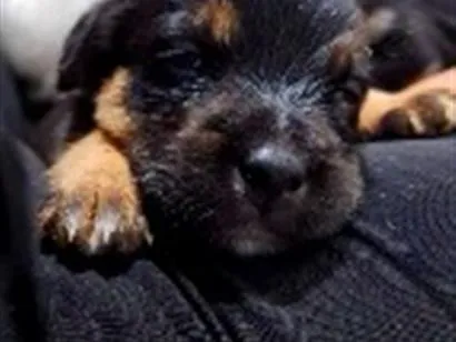 Cachorro raça SRD-ViraLata idade Abaixo de 2 meses nome eles não tem nome 