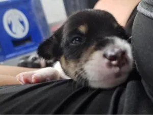 Cachorro raça SRD-ViraLata idade Abaixo de 2 meses nome eles não tem nome 