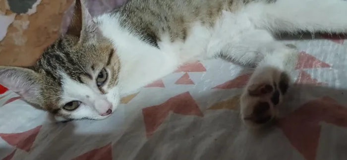 Gato raça SRD-ViraLata idade 2 a 6 meses nome micah