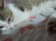 micah