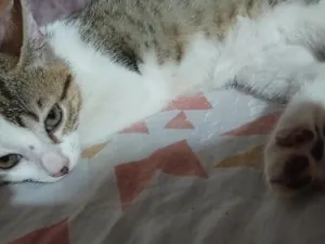 Gato raça SRD-ViraLata idade 2 a 6 meses nome micah