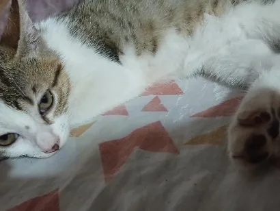 Gato raça SRD-ViraLata idade 2 a 6 meses nome micah